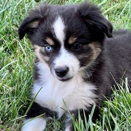 SIGGY - Black tri Toy Australian Shepherd puppy in Syracuse, Indiana from Klenke Toy Aussies
