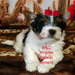 Top Gun - Black tan and white male Biewer Terrier puppy in Jonestown, Pennsylvania from AKC Xtreme Biewer Terriers...