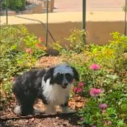 Indigo Long Star Angel - Black and white male Chinese Crested puppy in Amarillo, Texas from Victoria's Chinese Cresteds Long Star Angels