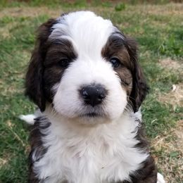 Chocolate Cosmos - Tri-color Bernedoodle puppy in Mesa, Arizona from Cookies and Cream Doodles