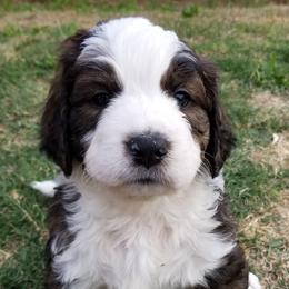 Chocolate Cosmos - Tri-color Bernedoodle puppy in Mesa, Arizona from Cookies and Cream Doodles