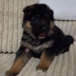Yellow - Black and red female German Shepherd puppy in Spring Hill, Florida from Iron Crest Shepherds