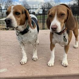 Beagle puppies from Hales Little Beagle Haven