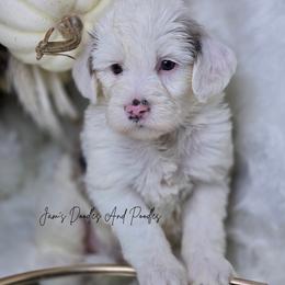Victory - Blue merle and white female Sheepadoodle puppy in Cleveland, Georgia from Jam's Doodles And Poodles