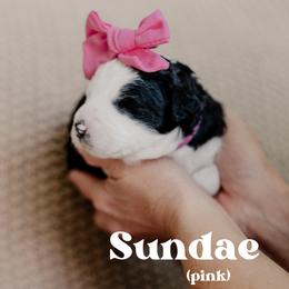 Sundae - Black and white female Sheepadoodle puppy in Patterson, California from Dooling Doodles
