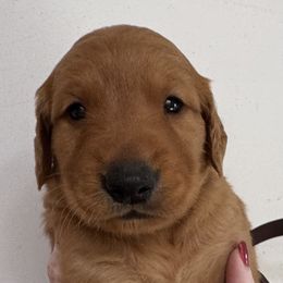 Hulu Boy 3 - Dark golden male Golden Retriever puppy in Fort Morgan, Colorado from Golden Girls Kennels, LLC