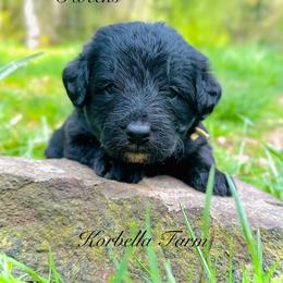 Belle Starr (Mini Size) - White and black female Bordoodle puppy in Mulino, Oregon from Korbella Farm
