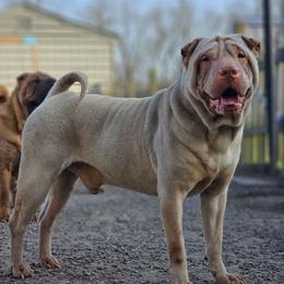 Dingus - Chinese Shar-Pei