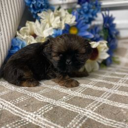 Oakley - Black and tan male Shih Tzu puppy in Elgin, South Carolina from Silver Bells Paw Prints