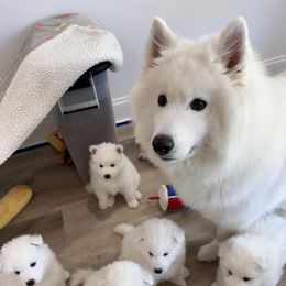 Samoyed Puppies from Southern Roux Samoyeds