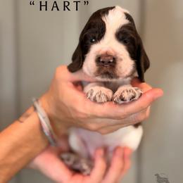 Hart - Liver white and roan male English Springer Spaniel puppy in Brownsville, Texas from South Texas Springers