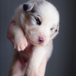 Oatmeal - Blue merle male Australian Shepherd puppy in Georgetown, Texas from River Reign Australian Shepherds