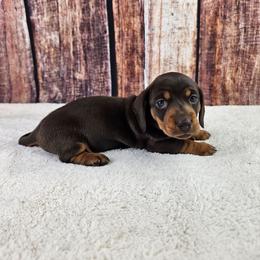 Lila - Chocolate and tan female Dachshund puppy in Malad City, Idaho from Mountain Sage Dachshunds