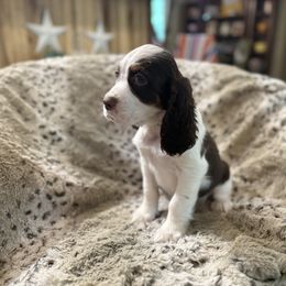 Dijon - Liver white and tan male English Springer Spaniel puppy in Comer, Georgia from Stratton Spaniels