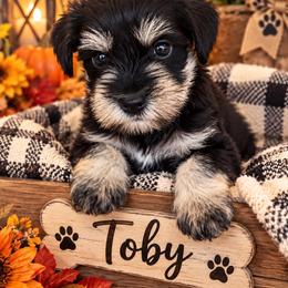 Puppy 1 Toby - Black and silver male Miniature Schnauzer puppy in Carriere, Mississippi from Sassy Schnauzers