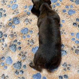 Alice - Brindle female Dachshund puppy in Martinsville, Indiana from Witchy Woman’s Wiener’s