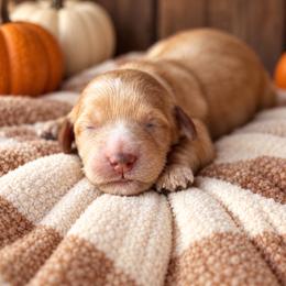Tayter - Red  female Goldendoodle puppy in Atwood, Oklahoma from Luxe Doodle Haven