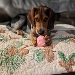 Chaser Joe - Beagle