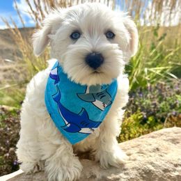 Cabo - Miniature Schnauzer puppy from Schnauzers on Robinson Lane