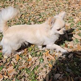 Princess - Cream female Chihuahua puppy in Richmond, Virginia from Breens