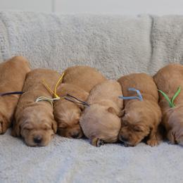 Pepper - Golden male Golden Retriever puppy in Payette, Idaho from Stonewick Retrievers