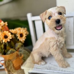 Nori - Wheaten female Miniature Schnauzer puppy in Independence, Missouri from Crown Schnauzers KC