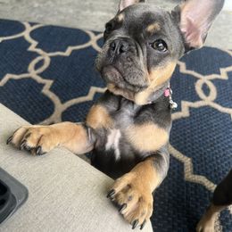 French Bulldog Puppies from Prestige French Bulldogs
