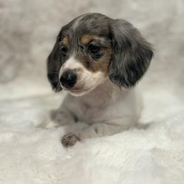 Green heart male (dapple piebald) - Piebald male Dachshund puppy in Chehalis, Washington from McJazzin Doxies