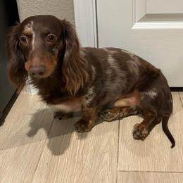 Slash - Dapple male Dachshund puppy in Mesa, Arizona from Ruby Desert Doxies