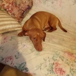 Dachshunds from Janet's Dachshunds