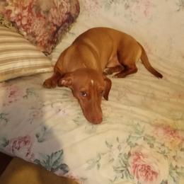 Dachshunds from Janet's Dachshunds