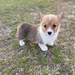 Cavalier King Charles Spaniel, Cavapoo, and Pembroke Welsh Corgi Puppies from Griffins Puppies