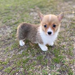 Cavalier King Charles Spaniel, Cavapoo, and Pembroke Welsh Corgi Puppies from Griffins Puppies