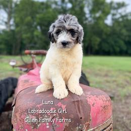 Luna - Merle female Labradoodle puppy in Grove, Oklahoma from Guinn Family Farms