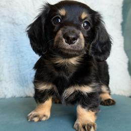Marsha AKC 2200 - Black and cream female Dachshund puppy in Krum, Texas from Tired Chef Dachshunds