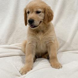 Pistachio - Light golden male Golden Retriever puppy in Rancho Cucamonga, California from PureGolden4ever