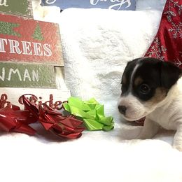 Border Collie and Jack Russell Terrier Puppies from CP FARMS BORDER COLLIES N JACKS CORP