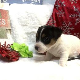 Border Collie and Jack Russell Terrier Puppies from CP FARMS BORDER COLLIES N JACKS CORP