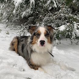 Australian Shepherd Puppies from Johnson Aussies