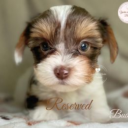 Morkie, Shorkie, and Yorkshire Terrier Puppies from Yorkie and Morkie Boutique
