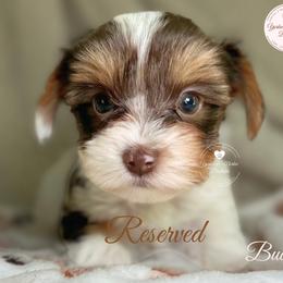 Morkie, Shorkie, and Yorkshire Terrier Puppies from Yorkie and Morkie Boutique