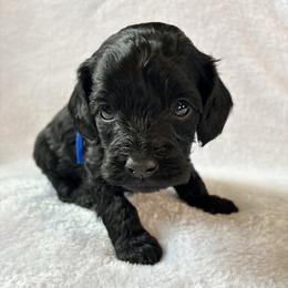 Blizzard - Black male Cockapoo puppy in Adrian, Oregon from ApplebyFarm
