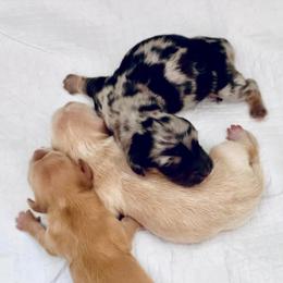 Dachshund Puppies from Meldox