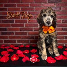 Devil Dog - Sable male Poodle puppy in Pink Hill, North Carolina from Boodle's Standard Poodles