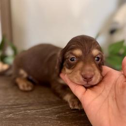 Chocolate and cream boy - Chocolate and cream male Dachshund puppy in Beaver, Pennsylvania from Meaden’s Mini Dachshunds