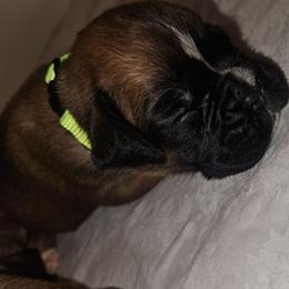 Yellow collar- Fawn Girl - Fawn female Boxer puppy in Gloucester, Virginia from Keen Boxers