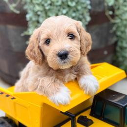 Corn Dog - Apricot male Goldendoodle puppy in Wharton, Texas from Little Fur Friends