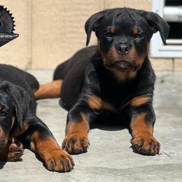 Rottweiler Puppies from Von Der Hing Rottweilers
