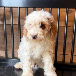 Patches - Parti male Goldendoodle puppy in Vero Beach, Florida from Lynn Fontaine
