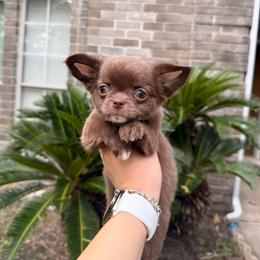 Hazel - 4,820 - Chocolate and white female Chihuahua puppy in Houston, Texas from The Chihuahua Haus